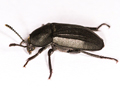 Phosphuga atrata